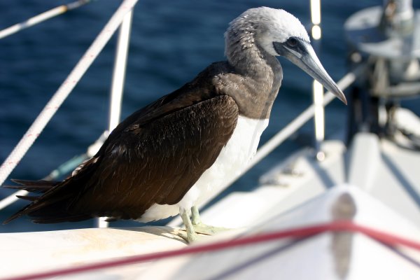 A brown boobie hitches a ride into Banderas Bay